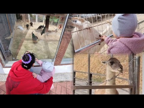 Видео: Прогулка по зоопарку