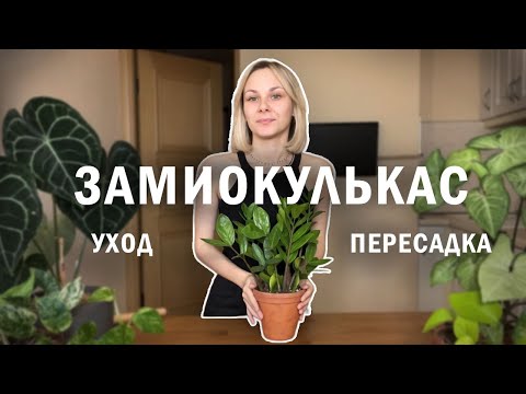 Видео: ЗАМИОКУЛЬКАС уход и пересадка / Пересаживаю долларовое дерево / Цветок для новичков