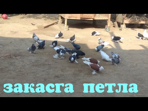 Видео: zakasga petla yasemiz Andijonda 26 октября 2021 г.@ kabutar bozor@kabootar bazi@pigeons