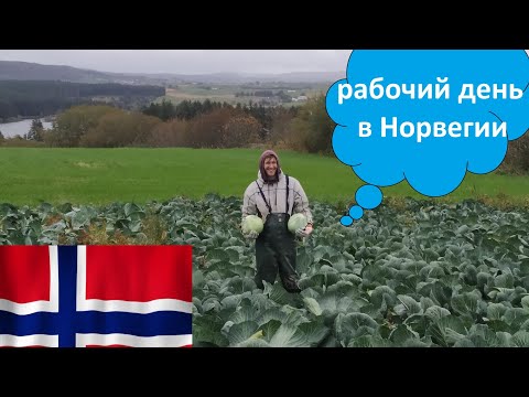 Видео: белорус в Норвегии. Обычный рабочий день. Работа для белорусов