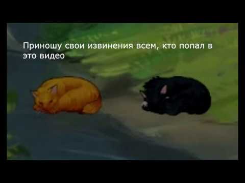 Видео: Я НАПИСАЛ ПЕСНЮ ПРО CATWAR | Племя Ветра
