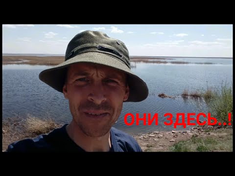 Видео: Рыбалка на карася. Сасыкколь.