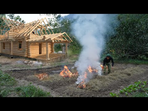Видео: Собрать 70 кг имбиря и продать его на рынке. Сад, выращивание кольраби, цветной капусты, помидоров