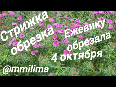 Видео: 4 ок.Обрезка ежевики. Прополка . #дача #висагинас #литва #обрезка #прополка #гортензии 
