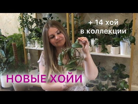 Видео: НОВЫЕ ХОЙИ в коллекции #комнатныерастения #хойи