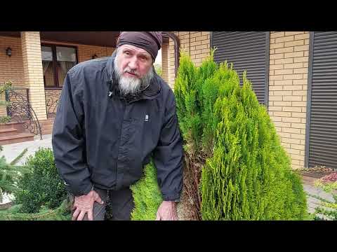 Видео: Аурелия нана "Золотые жабры".