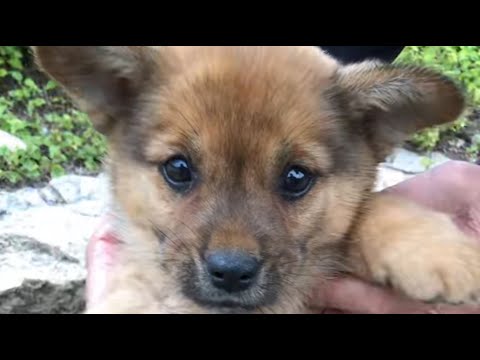 Видео: Чудесное восстановление щенка с ограниченными возможностями, найденного на дороге, через 6 месяцев!