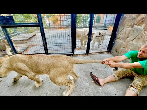 Видео: НАКОНЕЦ-ТО! Мы пришли к ЗОЛОТОМУ ПРАЙДУ и ШерХан с Симбой чуть не свалили нас с ног!