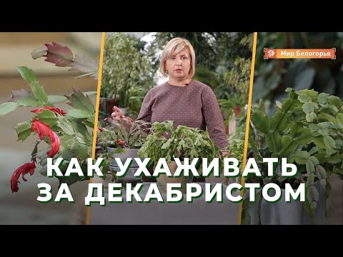 Видео: Как ухаживать за декабристом: советы профессионала