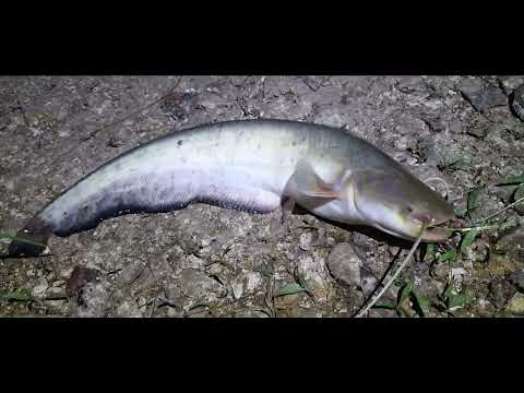 Видео: Ночная рыбалка на СОМА на реке Урал. ловля белый рыбы ранним утром