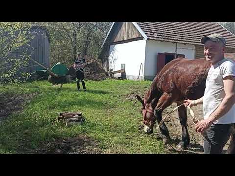 Видео: Жеребець Юра та лошичка Марта!!!У Нижньому Березові!!!
