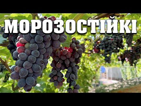 Видео: Виноград, який не потрібно вкривати на зиму. Сорти для лінивих. Морозостійкі форми винограду