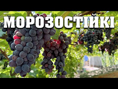 Видео: Виноград, який не потрібно вкривати на зиму. Сорти для лінивих. Морозостійкі форми винограду