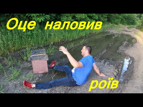 Видео: Знову налетіло повно роїв  Ловушки тріщать від бджоли та меду