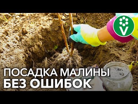 Видео: ПОСАДКА МАЛИНЫ ОСЕНЬЮ БЕЗ ОШИБОК. Пошаговое руководство от биолога