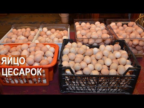 Видео: Уникальность цесариных яиц. Профессор Забиякин В.А.