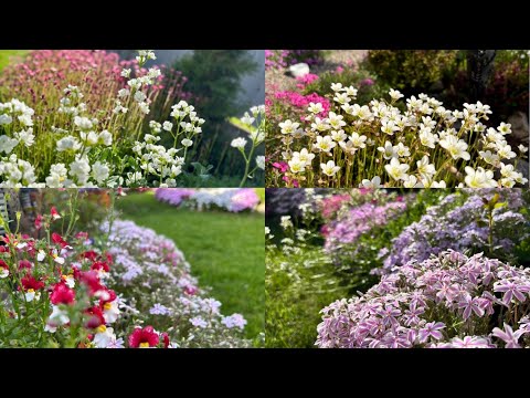 Видео: Обзор цветника/почвопокровные растения/ ель Дейзи Вайт/ Ленинградская область