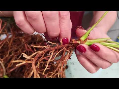 Видео: Когда-то он был красавцем, пурпурный малыш, антуриум Baby Purple