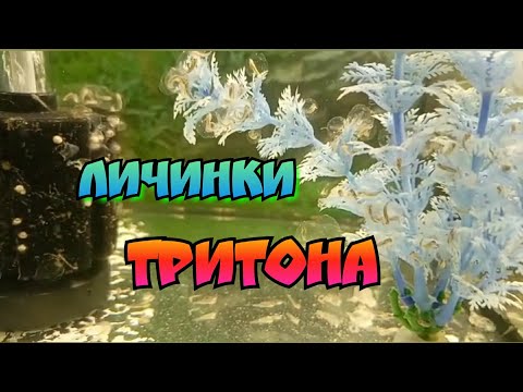 Видео: Мои тритоны отнерестились. Личинка тритона.