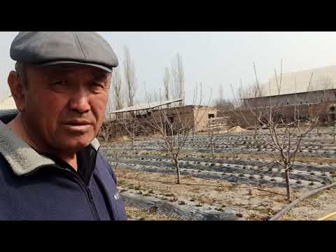 Видео: Бакты акылдуу суугарууга өткөргөн  багбан...