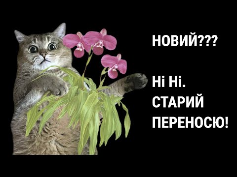 Видео: Его величество - Phragmipedium kovachii! Новенький в коллекции )))