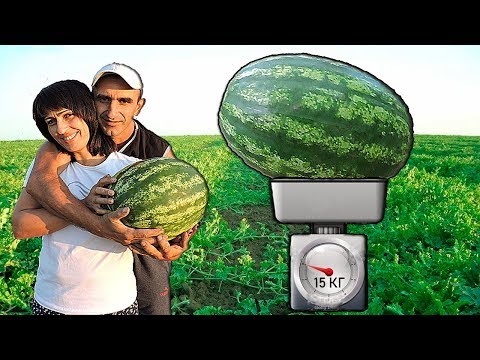 Видео: #8 Талисман Уже 15 Кг!