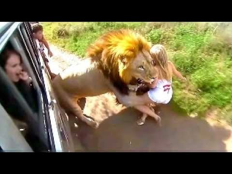 Видео: От Этих Кадров Дрожь По Телу! Случаи С Животными Снятые На Камеру