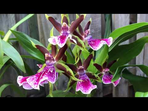 Видео: Онцидиумная группа орхидей( Oncidium ) посадка, уход