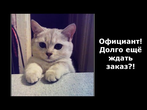 Видео: Веселые картинки. Кошки смешные моменты. Приколы с котами.