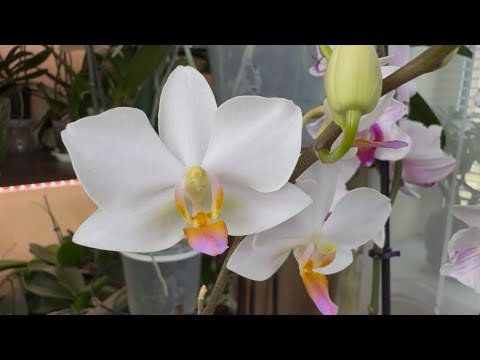 Видео: Новая Орхидея ! Еще одна мечта сбылась 