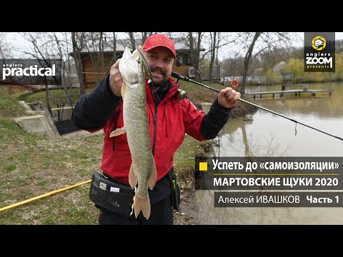 Видео: Успеть до «самоизоляции». Мартовские щуки 2020. Алексей Ивашков. Часть 1. Anglers Practical