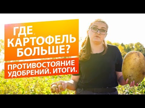 Видео: КАК ВЫРАСТИТЬ БОЛЬШОЙ КАРТОФЕЛЬ? ПРОТИВОСТОЯНИЕ УДОБРЕНИЙ. ИТОГИ