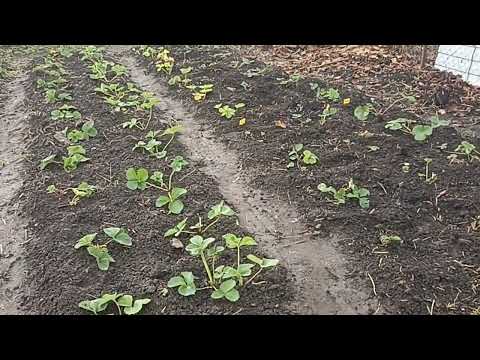 Видео: УКРЫВАТЬ КЛУБНИКУ НА ЗИМУ НУЖНО ВСЁ ЖЕ ПРАВИЛЬНО