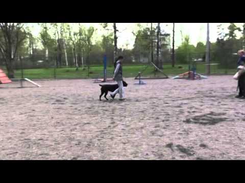 Видео: Первая попытка сдачи экзамена по Защитно Караульной Службе.