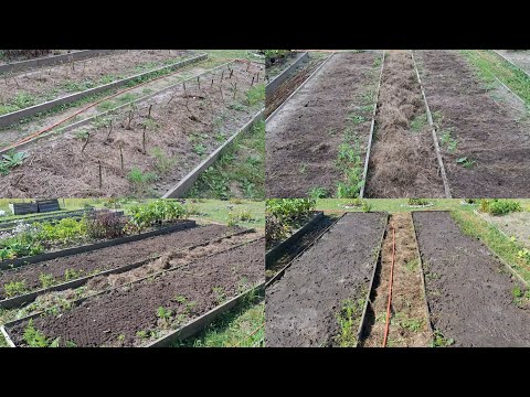 Видео: Готовлю грядки для посадки чеснока 🧄 и лука 🧅 под зиму 