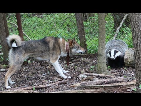 Видео: Знакомство лаек с зверем/Натаска/