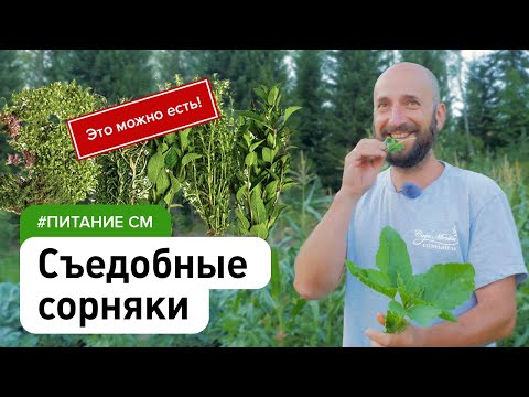 Видео: Пища, которая сама растёт у нас под ногами. Съедобные сорняки дикоросы #питание_см