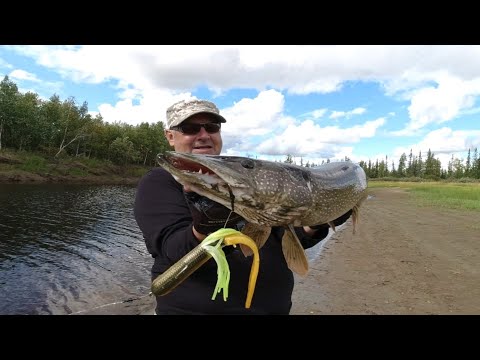 Видео: Тюбы, редкая но вкусная приманка на щуку, которая то же ловит!