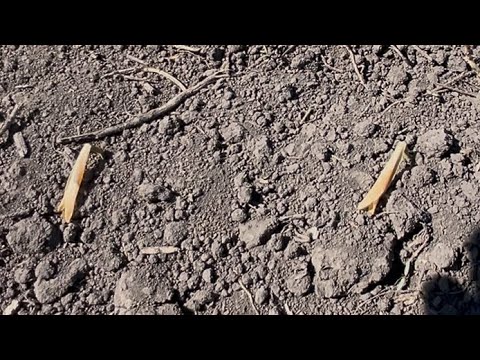 Видео: Кукурудза вимерзла! Попадос