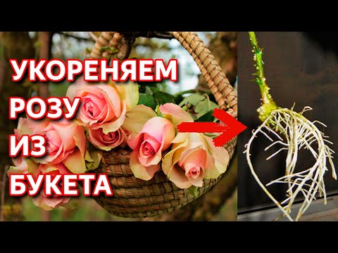 Видео: Как укоренить любую розу. Укоренение розы из букета. Укоренение черенков розы Способ укоренения розы