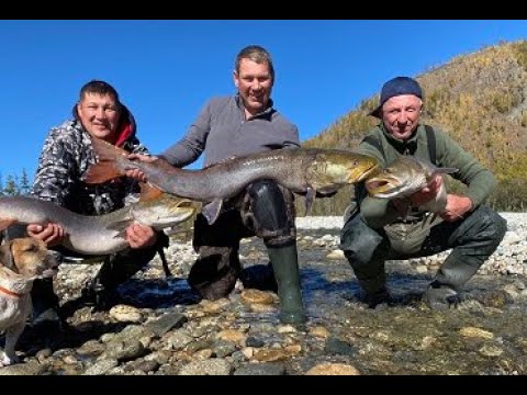 Видео: Золотая осень реки МАЯ. Таймени реки Мая.