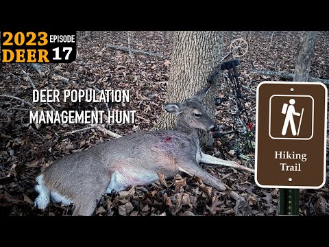 Видео: Охота с луком в парке: реакция оленей на давление охотников