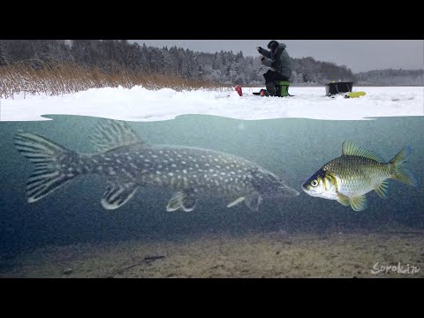 Видео: Мощные поклёвки ЩУКИ, ОКУНЯ и ПЛОТВЫ на КАРАСЯ и МОРМЫШКУ! Подводная съемка