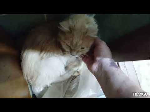 Видео: Пермь. Первый снег. 