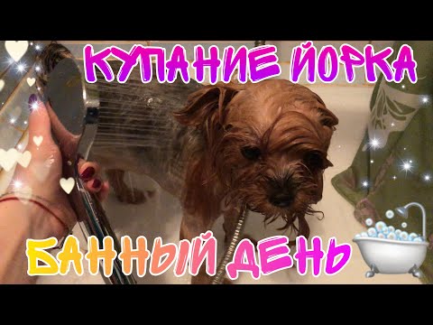 Видео: Купание йорка | Банный день, чистим зубки, заплетаемся