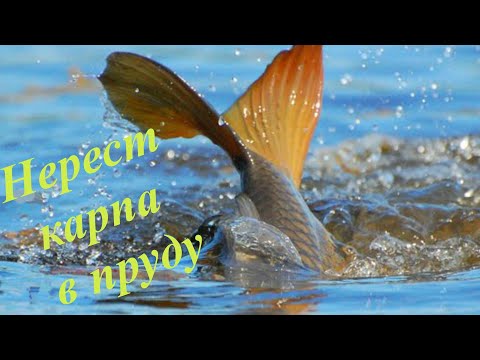 Видео: Нерест карпа в моём пруду  май 2023.
