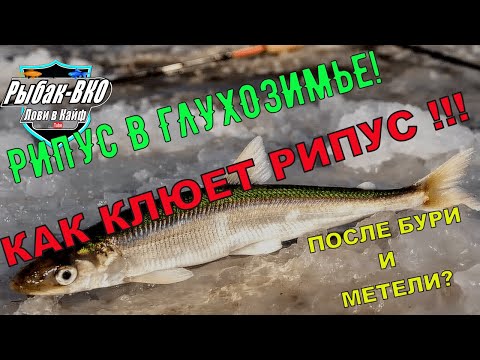Видео: КАК КЛЮЕТ РИПУС ПОСЛЕ БУРИ И МЕТЕЛИ?  РИПУС В ГЛУХОЗИМЬЕ!РЫБАЛКА НА ЗАКАТЕ РИПУСА. #рипус #fish