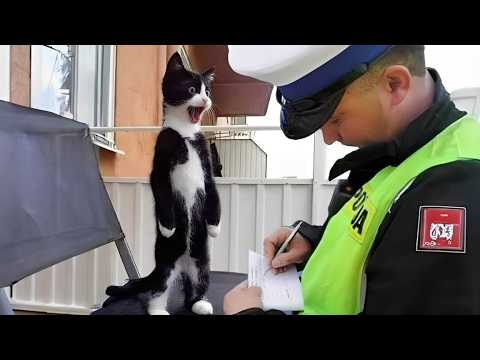 Видео: Я хотел кошку, но Бог дал мне гения 😲😂