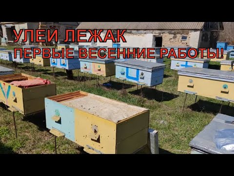 Видео: Улей ЛЕЖАК ревизия и работа ✅☝️🐝🐝🐝