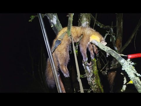 Видео: ОХОТА НА КУНИЦУ/ ОТКРЫЛ СЕЗОН ПО ПУШНИНЕ 2025-2026г/ИСКАЛИ ПРОФЕССОРА И НЕ НАШЛИ/